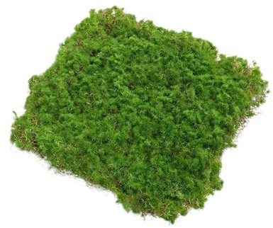 MDSIOKHJ Kunstrasen 20/30 cm Kunstrasen Moos Grünland Gefälschte Gras Rasen Teppich Kunstrasen Outdoor Gras Matte Moos Teppich Im Freien Garten Dekor(30 * 30cm)