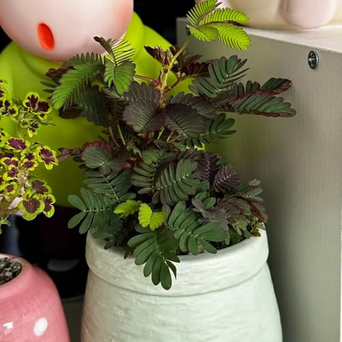 mimosen zimmerpflanze mehrjährige blumensamen kräutersamen grünpflanzen bonsai topf dekopflanzen schnittblumen wildkräuter balkon garten pflanzenkübel topfpflanzen gartendeko für 120samen