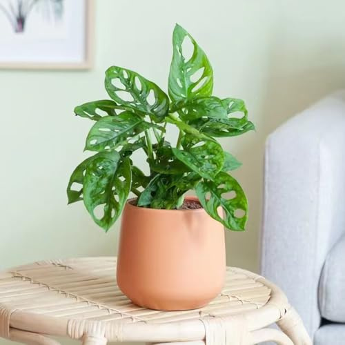 semillas de monstera - jardín de rocas raro variedades tradicionales interior jardín interior exóticas trepadoras exterior trepadoras resistentes en 50pcs