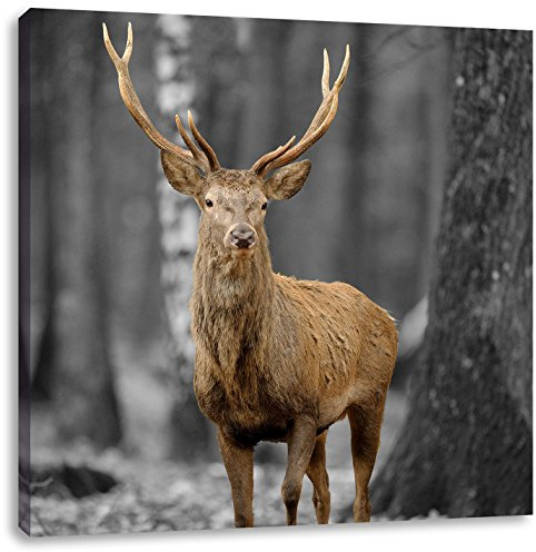 Pixxprint Schöner Hirsch im Wald Schwarz, Weiß, Größe: 40x40, Leinwandbild Quadratisch, Wandbild, Kunstdruck, fertig bespannt