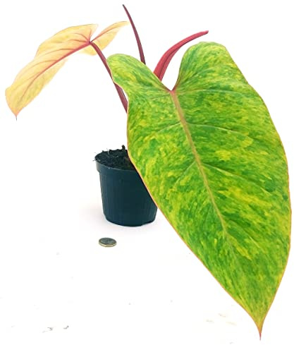 POWERS TO FLOWERS - PHILODENDRON, PHYLODENDRON, MONSTERA, PAINTED LADY, VASO 13CM, pianta vera