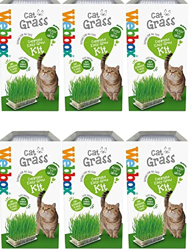 HowseHold Cat Grass Kit for Indoor Cats [6 PACK] Webbox Cat Grass Complete Easy Grow Kit with Seeds, Kitty Grass, Grass Planter, House Plant Alternative Tote Bag