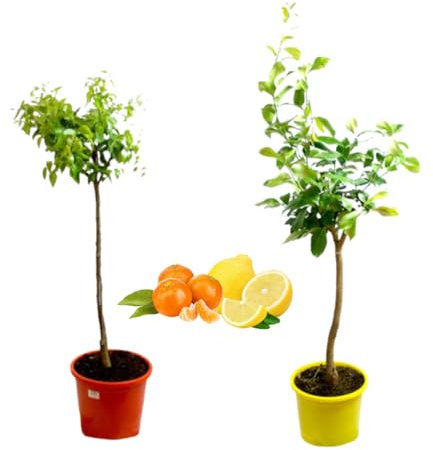 Verdecora Pack Limonero y Mandarino | Plantas naturales de exterior | Árboles frutales en maceta de 5L | Para plantar en huerto o jardín