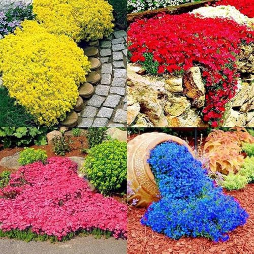 Semi Di Aubrieta Crescione, Seme Aubretia fiori Perenni per Giardino Roccioso, Multicolore, Resistenti al Freddo, 100 Semi, Aubrieta seeds
