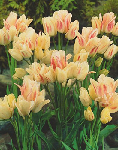 Mehrblütige Tulpen Candy Club Tulpenzwiebeln (10 Blumenzwiebeln)