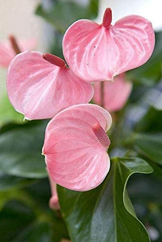 Genipap 30 pezzi di semi di palma da dattero