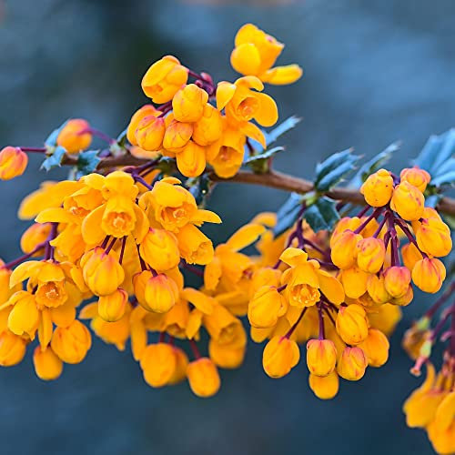 Berberis Compacta | Garden Ready Plant | Flowering Evergreen Outdoor Plants Compact Shrub in 9cm Pot (20-30cm Incl. Pot)