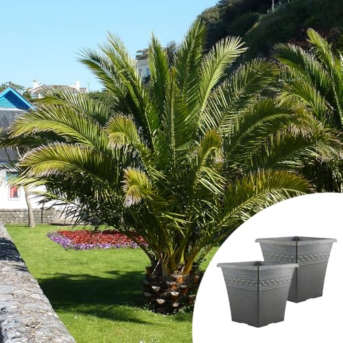 YouGarden Phoenix canariensis Palm Trees, Pair of Established Plants in 14cm Pots, 55-75cm Tall, with Two Infinity Black Brushed Planters, Evergreen and Ready To Plant