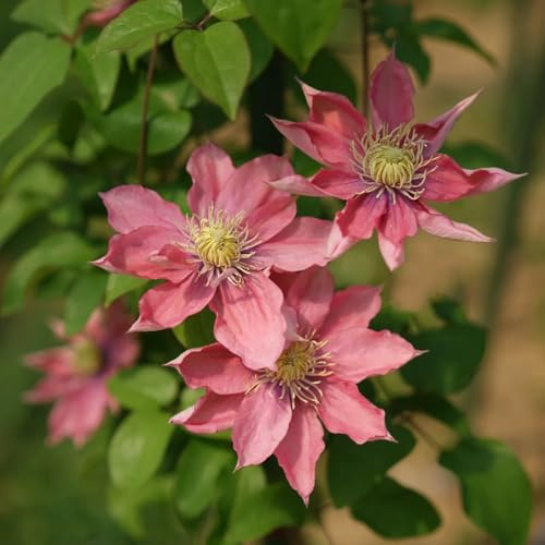 semi di clematide, giardino decorazione resistenti vecchie varietà semi come per gli ospiti per luoghi soleggiati 350pcs