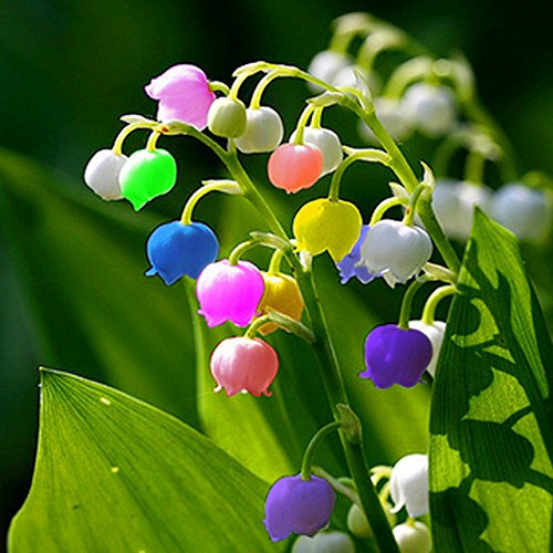 Seeds 50 PC/Lily of The Valley Bag semi -Indoor Flowering Rare Plants Orchid of The Bell of Plants Rich Aroma Bonsai Balcony in vase do it Yourself House and Green Garden