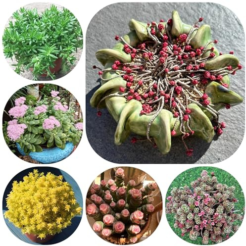 semillas de sedum, balcón raras cobertura perenne resistente variedades antiguas 300pcs