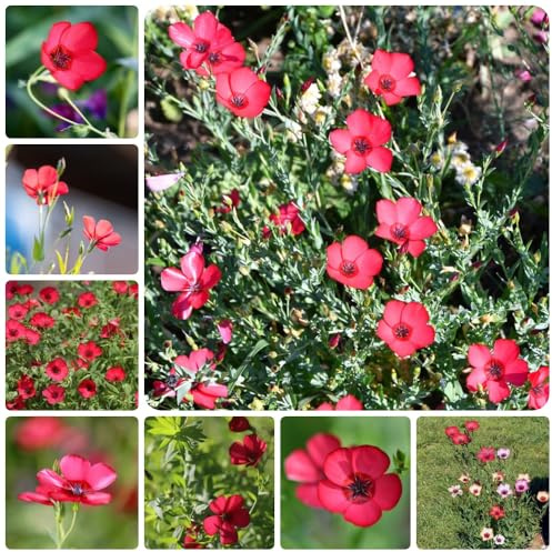 Lein Roter, gartendeko für draußen Linum grandiflorum, stauden winterhart mehrjährig balkongewächshäuser alte sorten bodendecker blumenwiese 100Samen