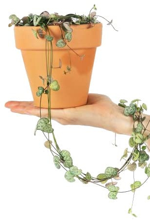 Ceropegia Woodii con Maceta de Cerámica Planta Collar de Corazones