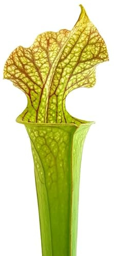 Fangblatt - Sarracenia X Moorei Classic - robuste fleischfressende Pflanze im Ø 9 cm Topf - beeindruckende Schlauchpflanze für Haus und Garten