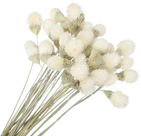 PATIKIL 16 tum torkade blommor för vas, 30 st mini naturliga tallbollsblommor bukett bukettbubbla höst naturligt torkade tallblommor för hem bröllop brud fest, vit