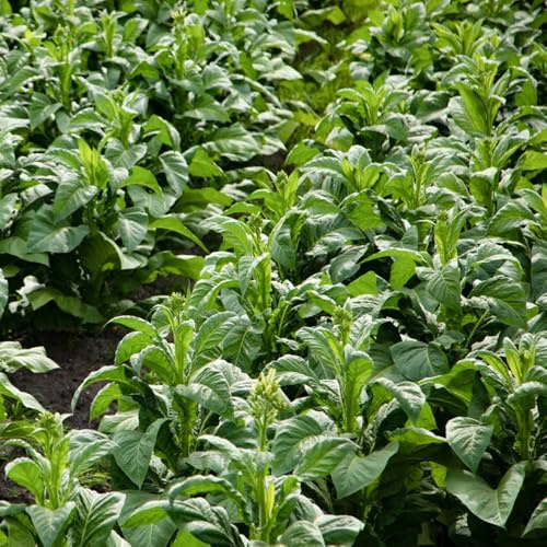 semi di tabacco, tabacco, orto sul balcone Nicotiana tabacum - balcone resistenti di esotiche 200pcs