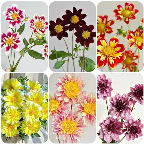 dalie decorazione soggiorno tuberi di dalia di, tappezzanti, resistenti, resistenti da giardino e da balcone primaverili rari primaverili 3bulbi