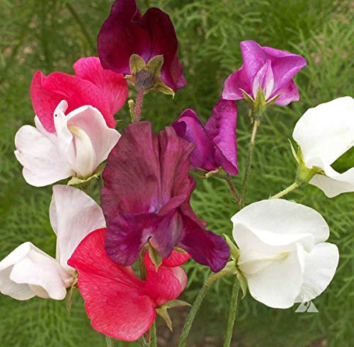 Flower Sweet Pea Dwarf Bijou Mix Flower Seeds 20 Seeds