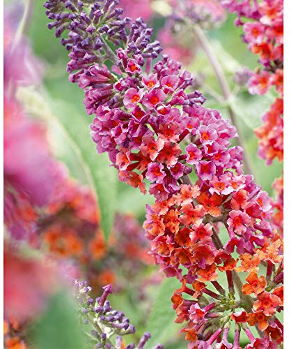 Potted Hardy Garden Plant Buddleia ‘Flower Power’, Scented Garden, Wildlife Gardens, Low Maintenance, Buddleia Flower Power Plant in a 2L Pot by Thompson & Morgan (2)
