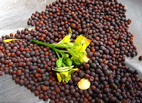 CEMEHA SEEDS - Black Mustard Seeds Non GMO Vegetable for Planting 500 Seeds
