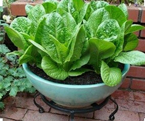 1000 semillas de lechuga romana, sin OGM, polinizadas abiertas, orgánicas