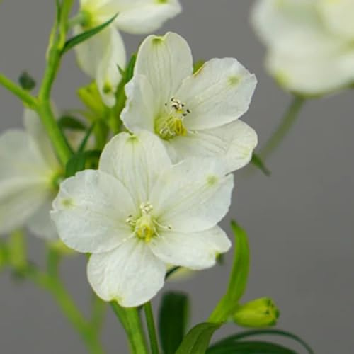 semillas de delphinium, perenne resistente, para bancales elevados espuela de caballero resistentes para el jardín silvestres de balcón 100pcs