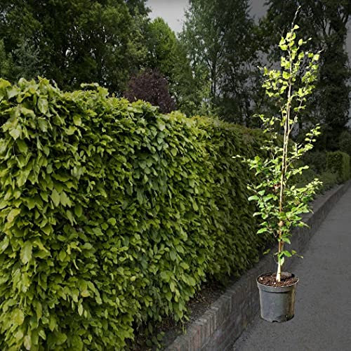 Hecken Helge/Rotbuche / 150-175 cm / 10 Stück / 3 Meter