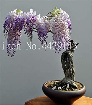 VISA STORE 10 PCSS Bonsai Wisteria Seedsflower Rare semi Bonsai Wisteria Indoor semi Gartenaperto: 14