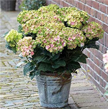 100 Pz fleur de géranium Rare iegato Geranio dans Vaso Camere Interni Casa jardin de fleurs pour plante: o