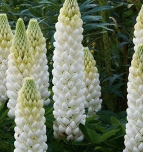 8 x Lupin Russel White Noble Maiden Plug Plants Hardy Perennial Flower