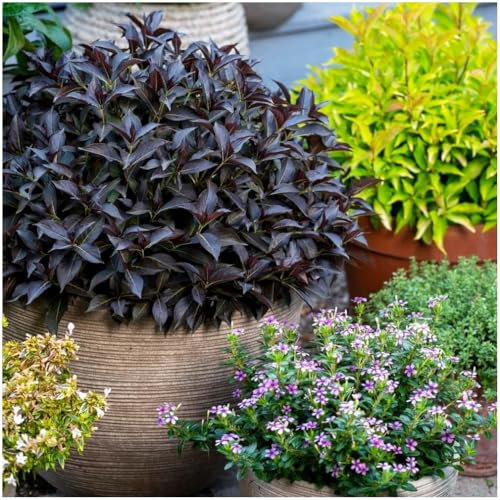 GrowOn Shrubs [2 Litre] Weigela Prism 'Arabian Nights' | Deciduous Shrub | Outdoor Garden Ready Plant | Spring and Summer Flowering | Red Flowers