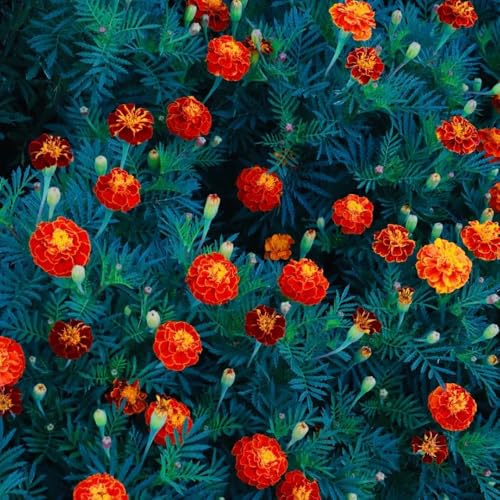 Semi di calendula resistente - in vaso per esterni 700pcs