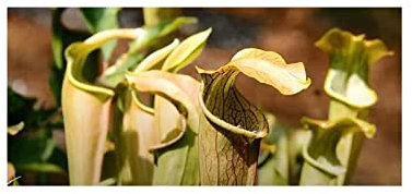 Stk - 10x Sarracenia rubra ssp. alabamensis Typ Koenig Kannenpflanzen - Samen B231 - Seeds & Plants Shop by Ipsa