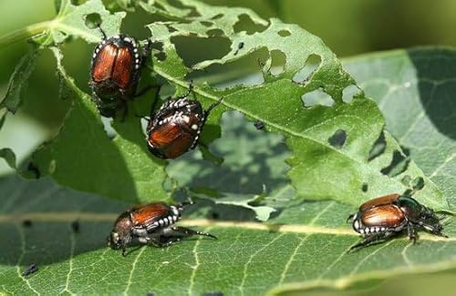 Ferrarium - Nématodes contre les charançons pour 20 M2 - Lutte écologique du charançon