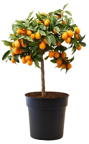 Naranjo Chino Frutal Natural Añade un Toque Exótico a tu Jardín con Kumquats