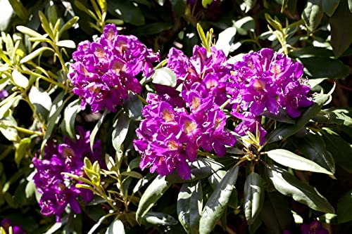 Rhododendron Hybride 'Marcel Menard' 30–40 cm – Winterhart, Immergrün, Mehrjährig – Rhododendron – Heckenpflanze für Garten & Sichtschutz