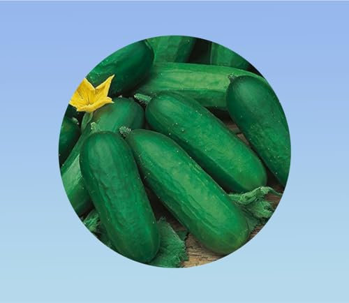 100 graines de concombre Beth Alpha - Doux et non Amer - une variété appréciée