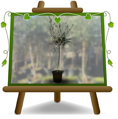EURO PLANTS VIVAI Olivier Leccio del Corno plante fruitière en pot 40 cm hauteur maximale 180 cm – Âge 10 ans