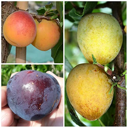 Familienbaum Duo Multi Fruit Tree: Pfirsich - Pfirsich Rekord von Alfter - Rote Pflaume Königin Viktoria
