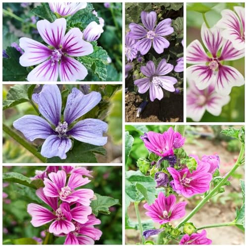 semi di malva selvatica, perenne di malva rampicanti resistenti, biologici resistenti per giardino, decorazione autunnale 800pcs