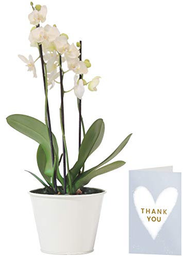 White Phalaenopsis Orchid Plant | Free UK Delivery | Pot Included | Free Personalised Card & Message | Our Orchids are The Perfect Indoor House Plants | Ideal Fresh Flower Gift for The Home
