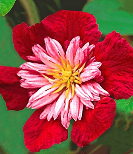 BALDUR Garten Waldrebe Clematis 'Avant Garde TM' winterhart, 1 Pflanze, Klematis mehrjährige blühende Kletterpflanzen, bienenfreundlich und schmetterlingsfreundlich, blühend, Clematis Hybride