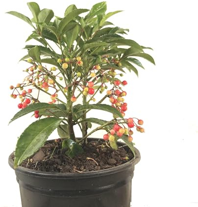 Ardisia Crenata Arbusto de Invierno Resistente y Natural para tu Hogar