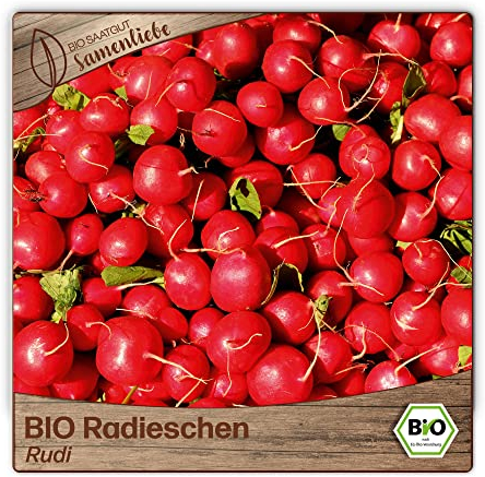 Samenliebe BIO Radieschen Samen alte Sorte Rudi 200 Samen samenfestes Gemüse Saatgut für Gewächshaus Freiland und Balkon BIO Gemüsesamen