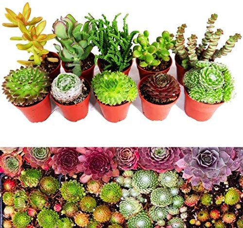 10 Sempervivum Succulent Plants - 5 Sempervivum - 5 Succulents Plants in 5.5cm Pots