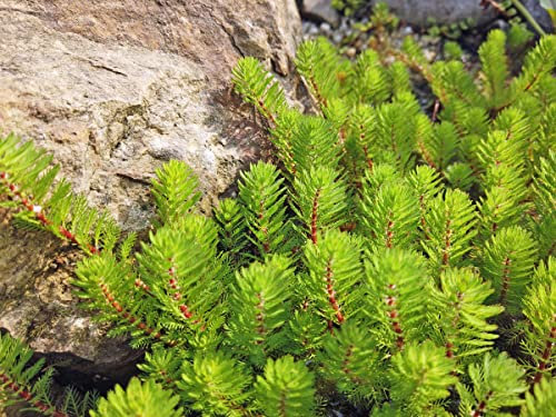 H2O-Pflanze Tausendblatt | Myriophyllum hippuroides| im 9er Teichtopf | Wasserpflanze | Teichpflanze | Mini Teich geeignet | Klärpflanze | Sauerstoffpflanze | winterhart