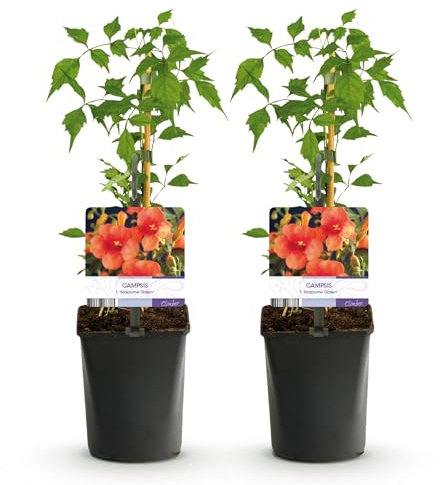 GreenboutiQ - Fleur de Trompette - Campsis radicans Madame Galen - Fleur Orange - Peu d'entretien - 2 plantes - Pot 11cm Hauteur 40cm