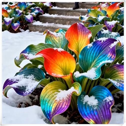 resistenti al freddo e alla siccità,miste,Bulbi di Hosta -Radici selezionate di hosta,adatte per la decorazione di giardini e balconi-4 Bulbi-J