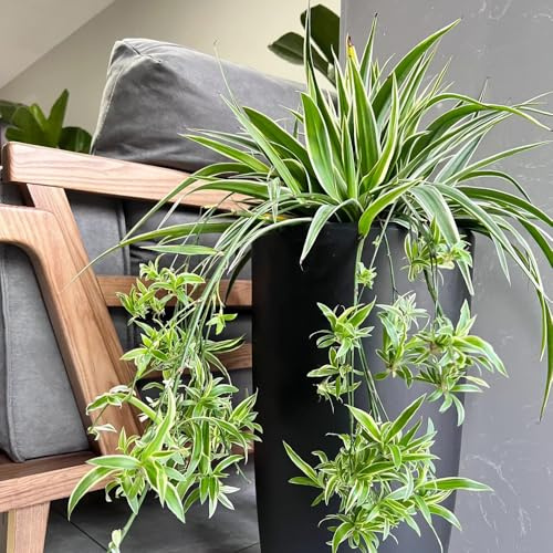 grünlilie grünlilien - züchten zimmerbonsai, hängepflanzen winterharte balkon immergrüne winterhart 25samen