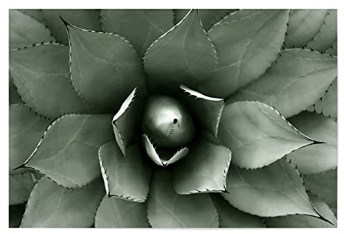 artboxONE Poster 75x50 cm Natur Agave hellgrün hochwertiger Design Kunstdruck - Bild Agave Agave Blatt